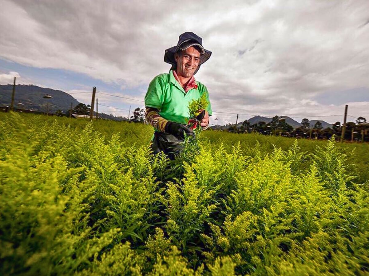 Solidago The Essential Nexus Between Protection Conservation and Sustainable Floriculture