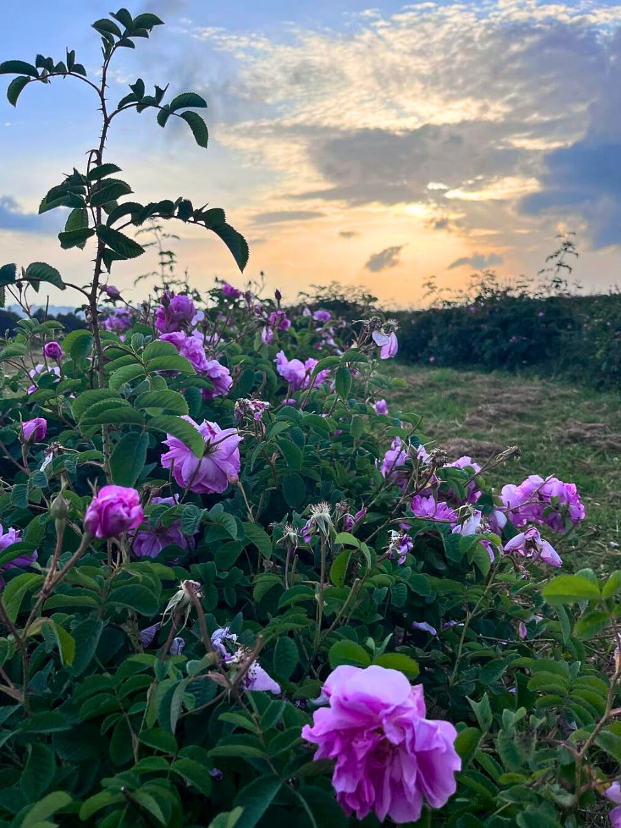 Rosa Damascena The Essential Nexus Between Protection Conservation and Sustainable Floriculture