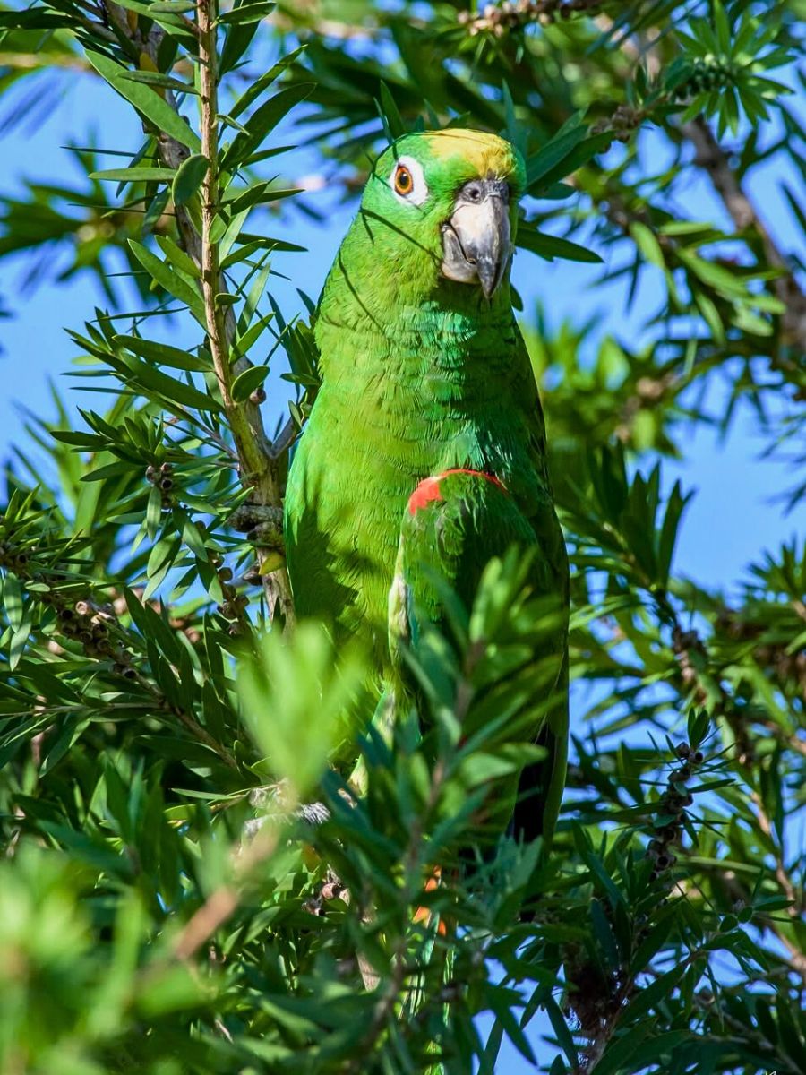 Protecting bird species The Essential Nexus Between Biodiversity Conservation and Sustainable Floriculture