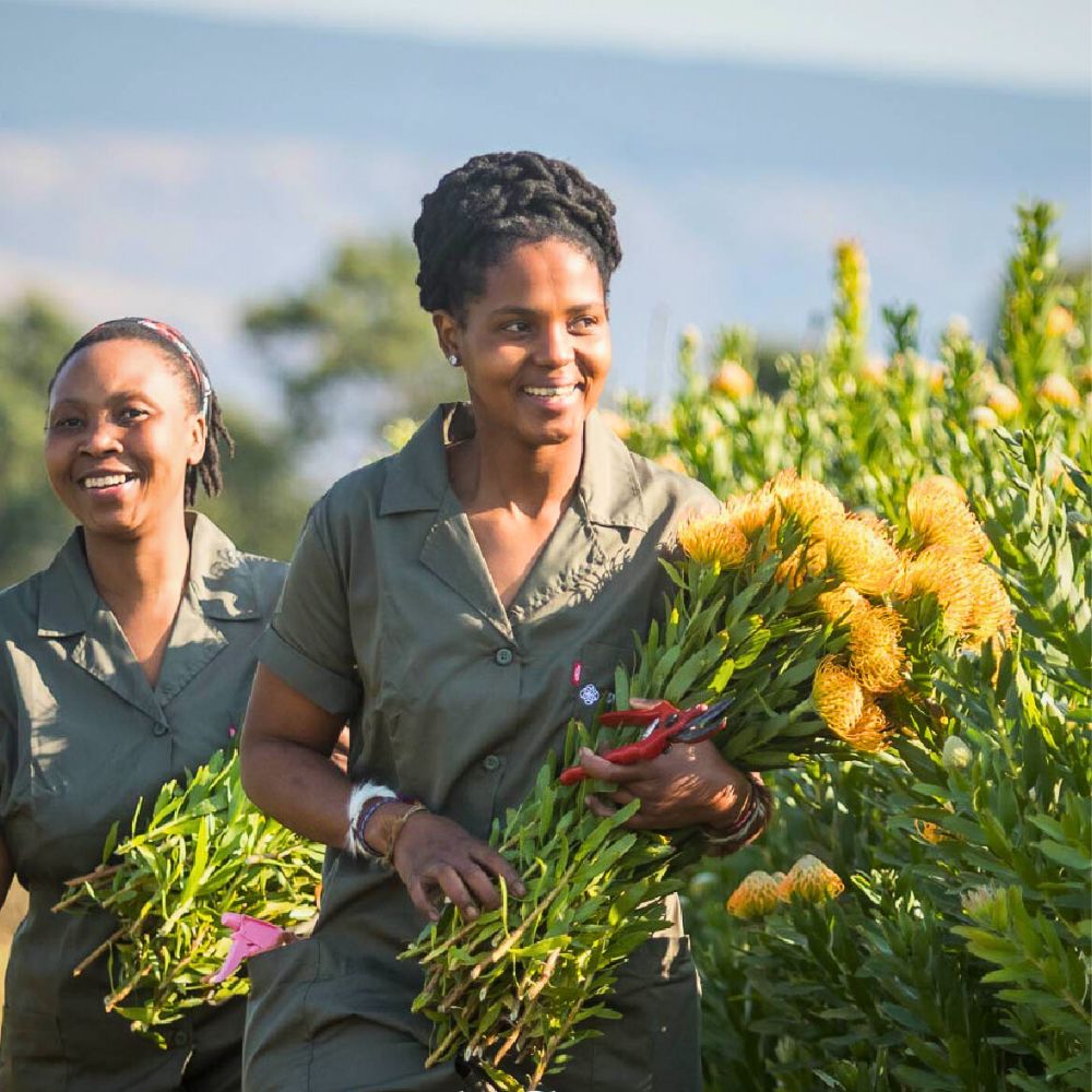 Protea The Essential Nexus Between Biodiversity Conservation and Sustainable Floriculture
