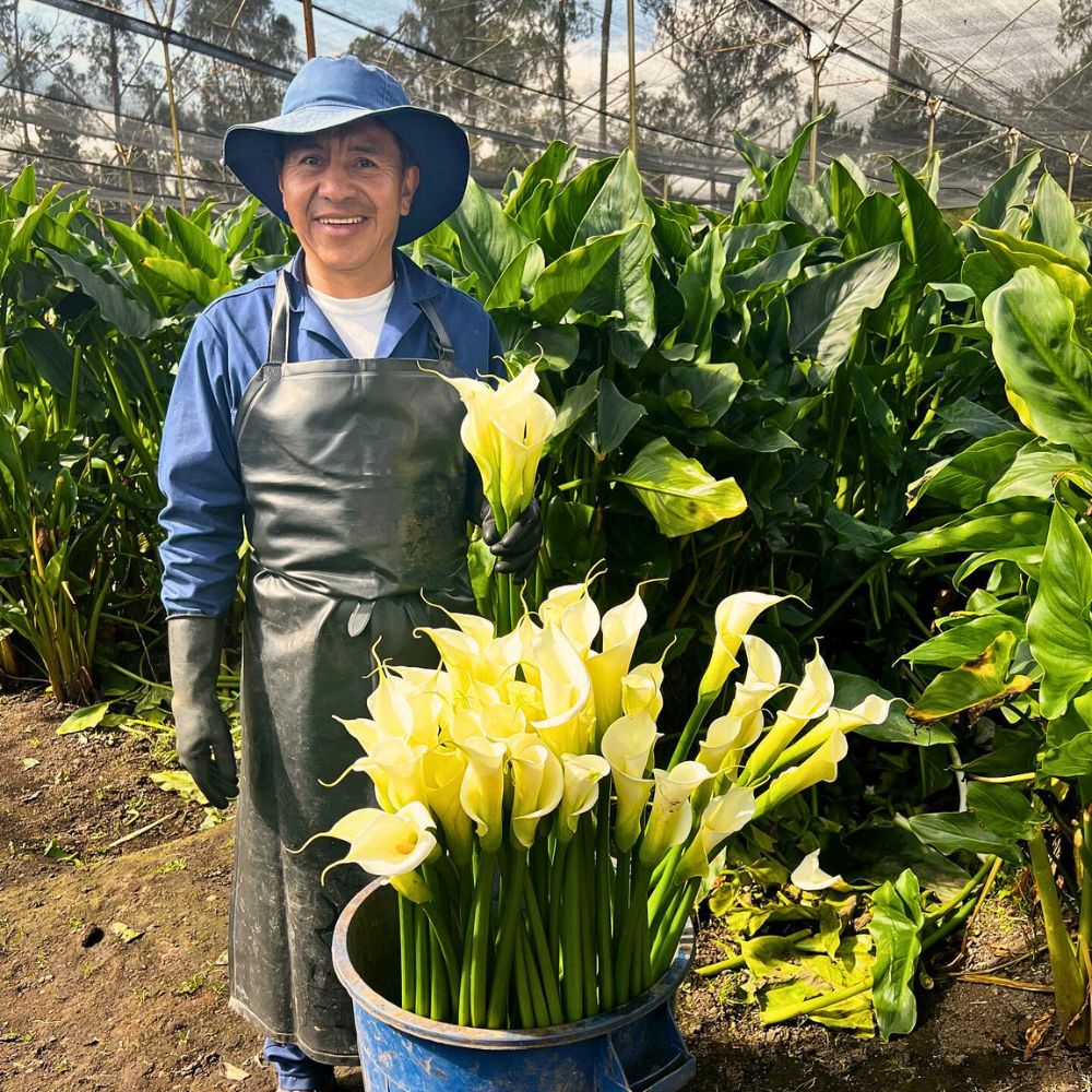 Callas The Essential Nexus Between Protection Conservation and Sustainable Floriculture