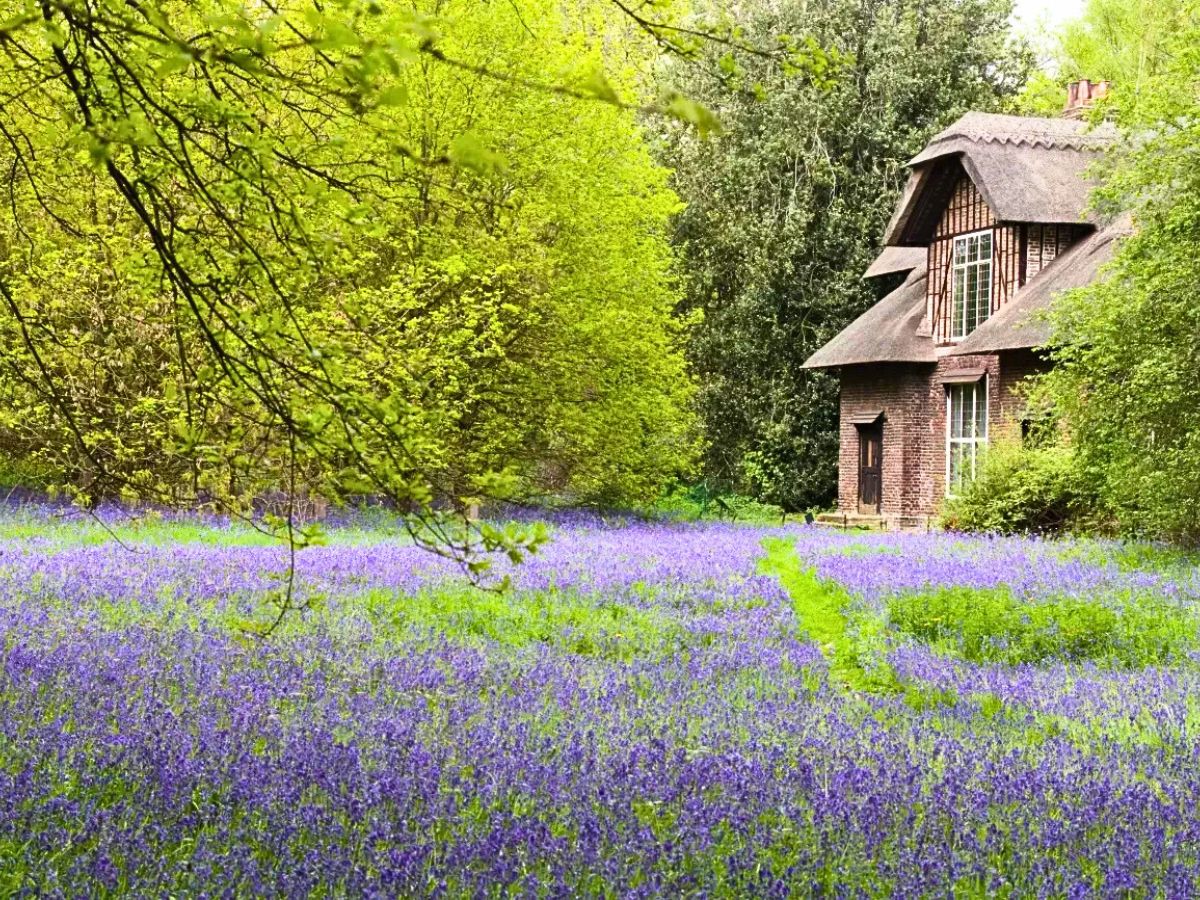 Bluebells in name of Queen Victoria at Kew Bluebells in name of Queen Victoria at Kew