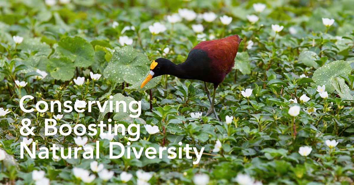 The Essential Nexus Between Biodiversity Conservation and Sustainable Floriculture