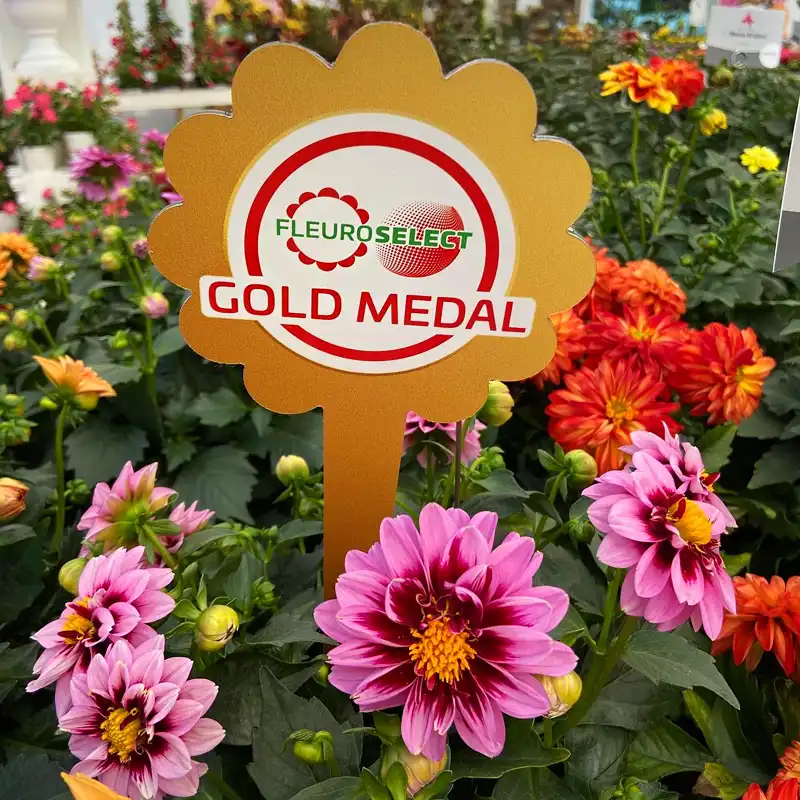 Fleuroselect Gold Medal winner