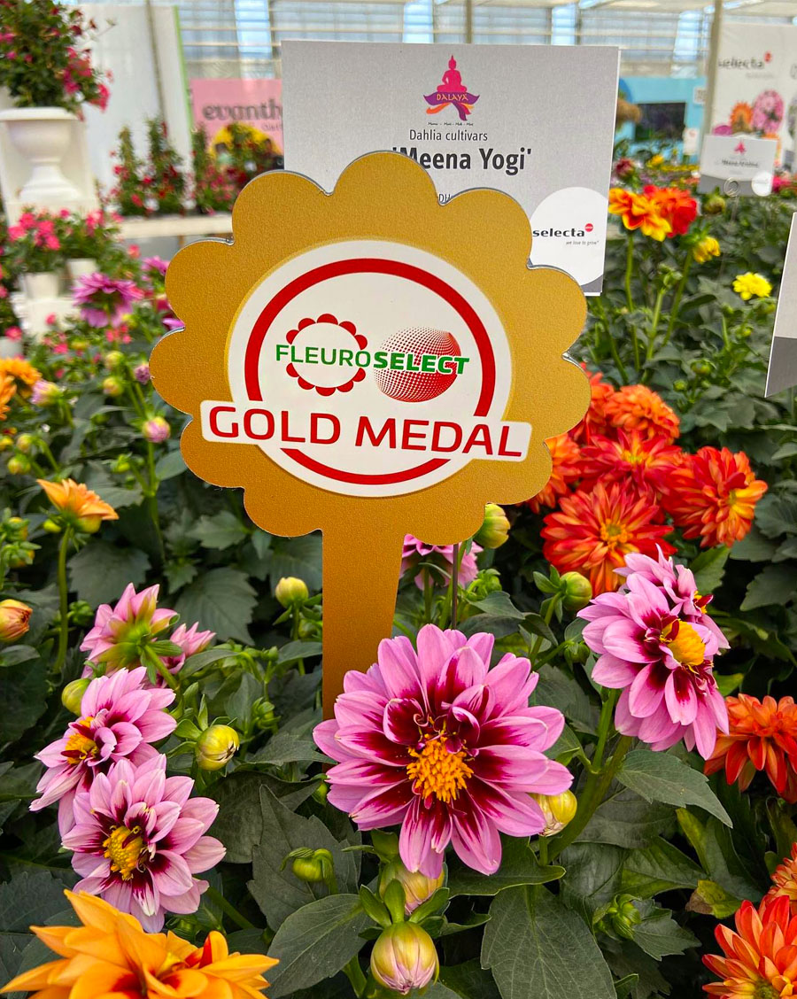 Dahlia sel Dalaya Yogi Selecta Klemm Dahlia sel Dalaya Yogi Selecta Klemm