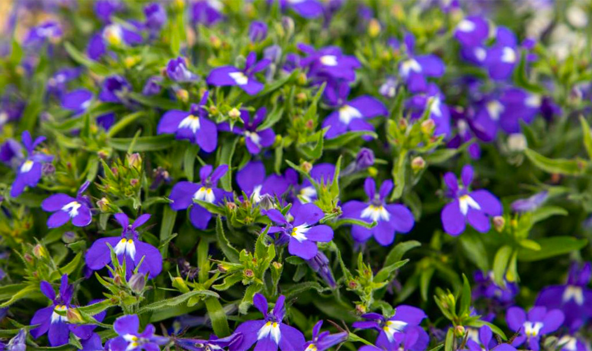 Lobelia erinus F1 Masterpiece Blue with Eye by Benary Lobelia erinus F1 Masterpiece Blue with Eye by Benary