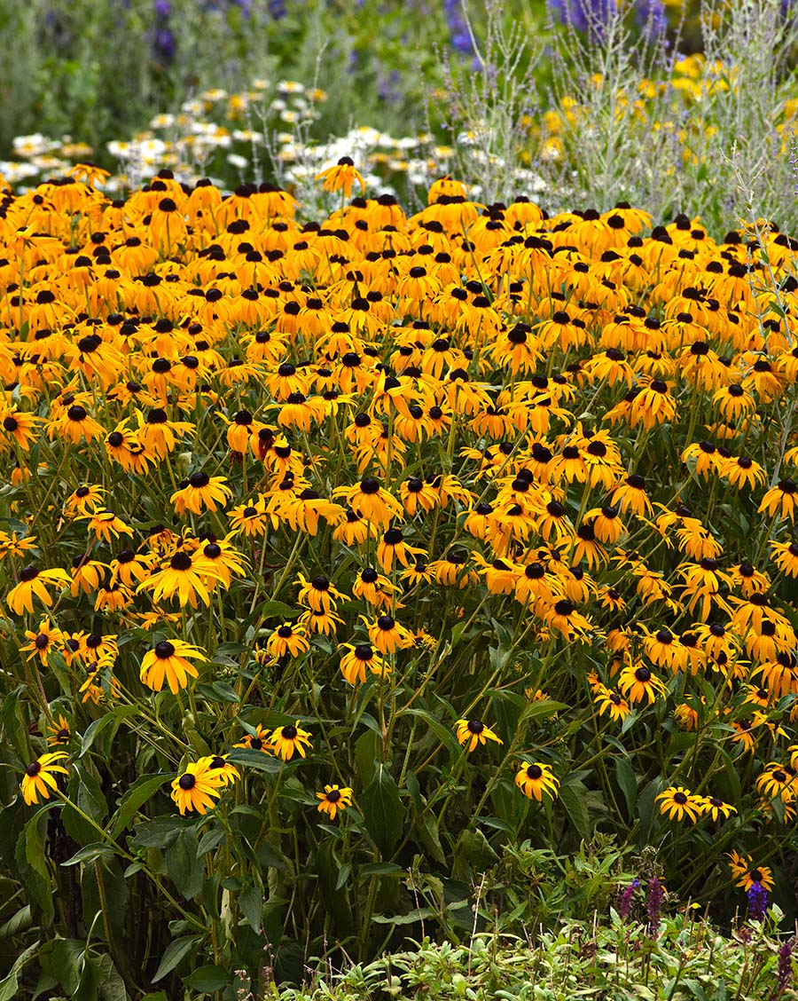 Rudbeckia fulgida var sullivantii Goldblitz by PanAmerican Seed Rudbeckia fulgida var sullivantii Goldblitz by PanAmerican Seed