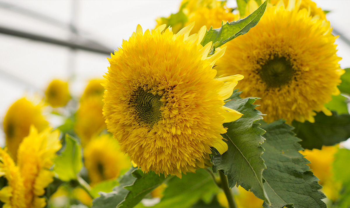 Helianthus annuus Gummy Bear by HM Clause Helianthus annuus Gummy Bear by HM Clause