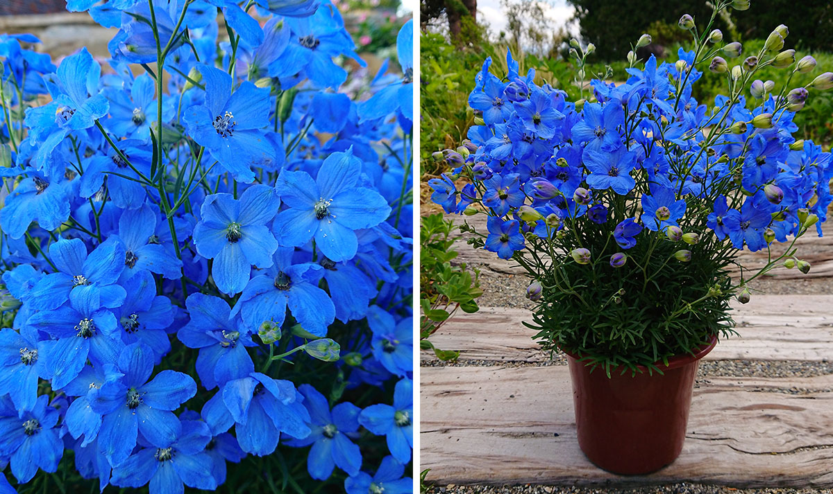 Delphinium grandiflorum Cheer Blue by Miyoshi Delphinium grandiflorum Cheer Blue by Miyoshi