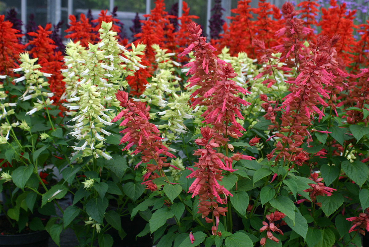 Salvia splendens Estella Coral by Van Hemert Salvia splendens Estella Coral by Van Hemert