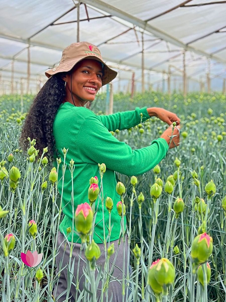 Carnations The Essential Nexus Between Biodiversity Conservation and Sustainable Floriculture