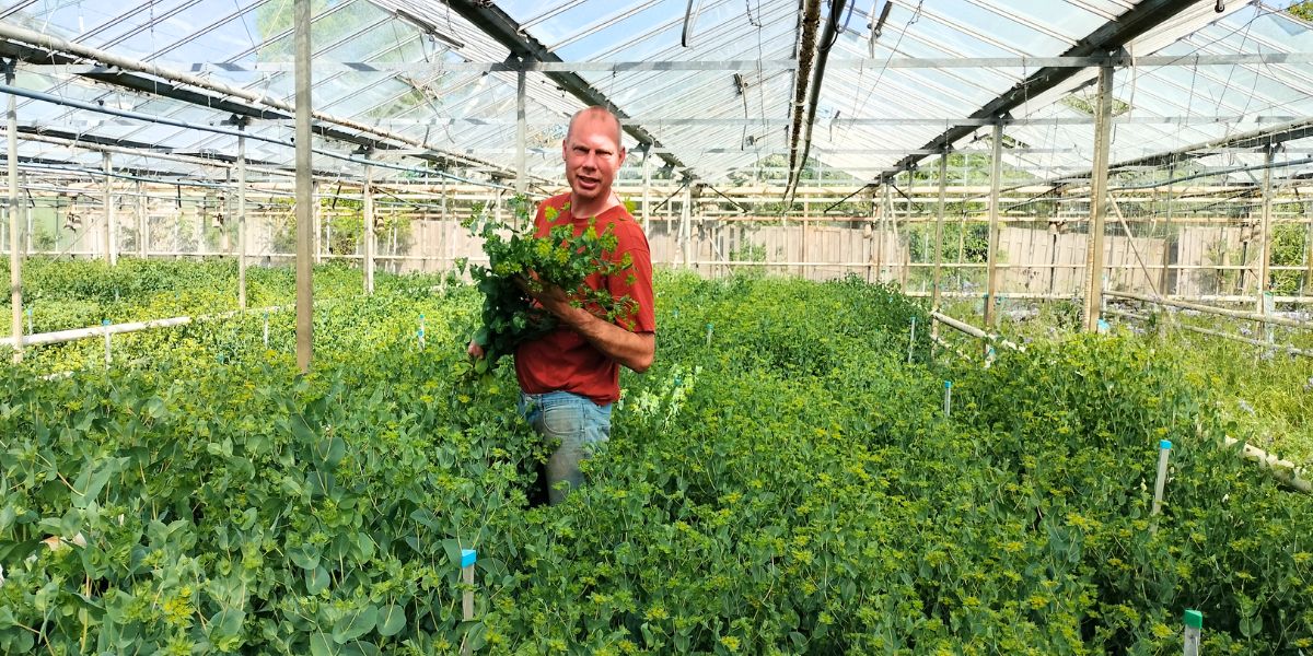 Maurits Keppel in greenhouse with Bupleurum Maurits Keppel in greenhouse with Bupleurum