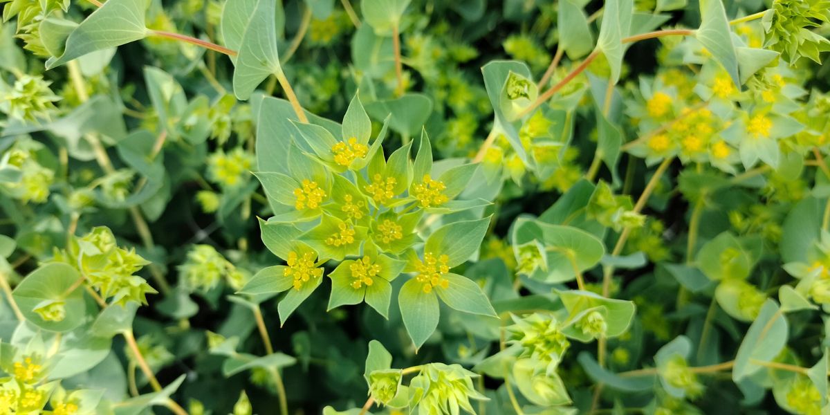 Bupleurum flowers by Maurits Keppel Bupleurum flowers by Maurits Keppel