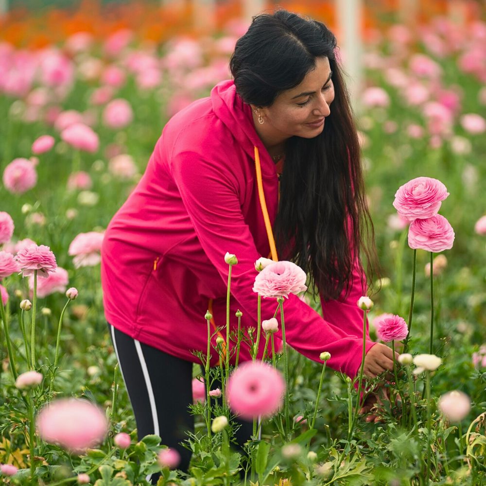 Ranunculus flowers The Essential Nexus Between Biodiversity Conservation and Sustainable Floriculture