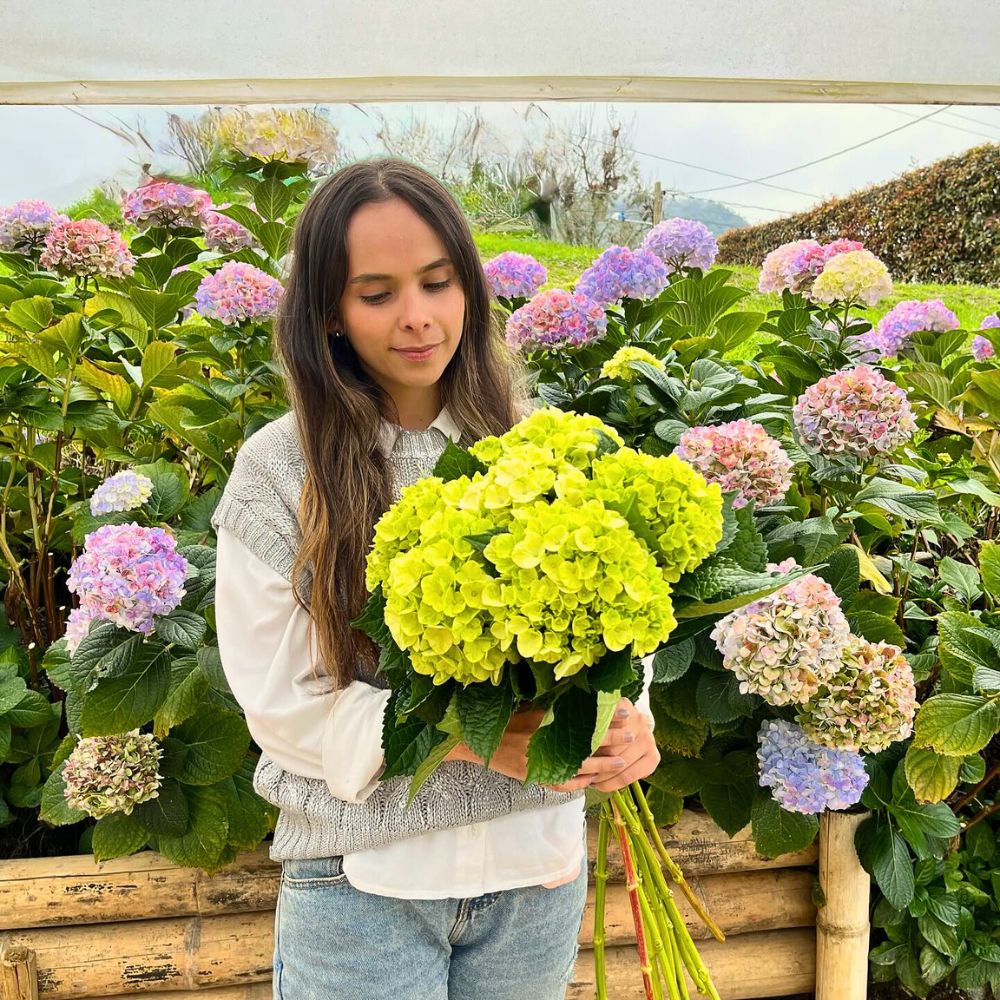 Hydrangea Salient Nexus Between Enhanced Sustainable Floriculture and Biodiversity Protection