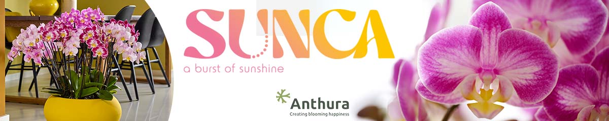 Banner Anthura Sunca Desktop