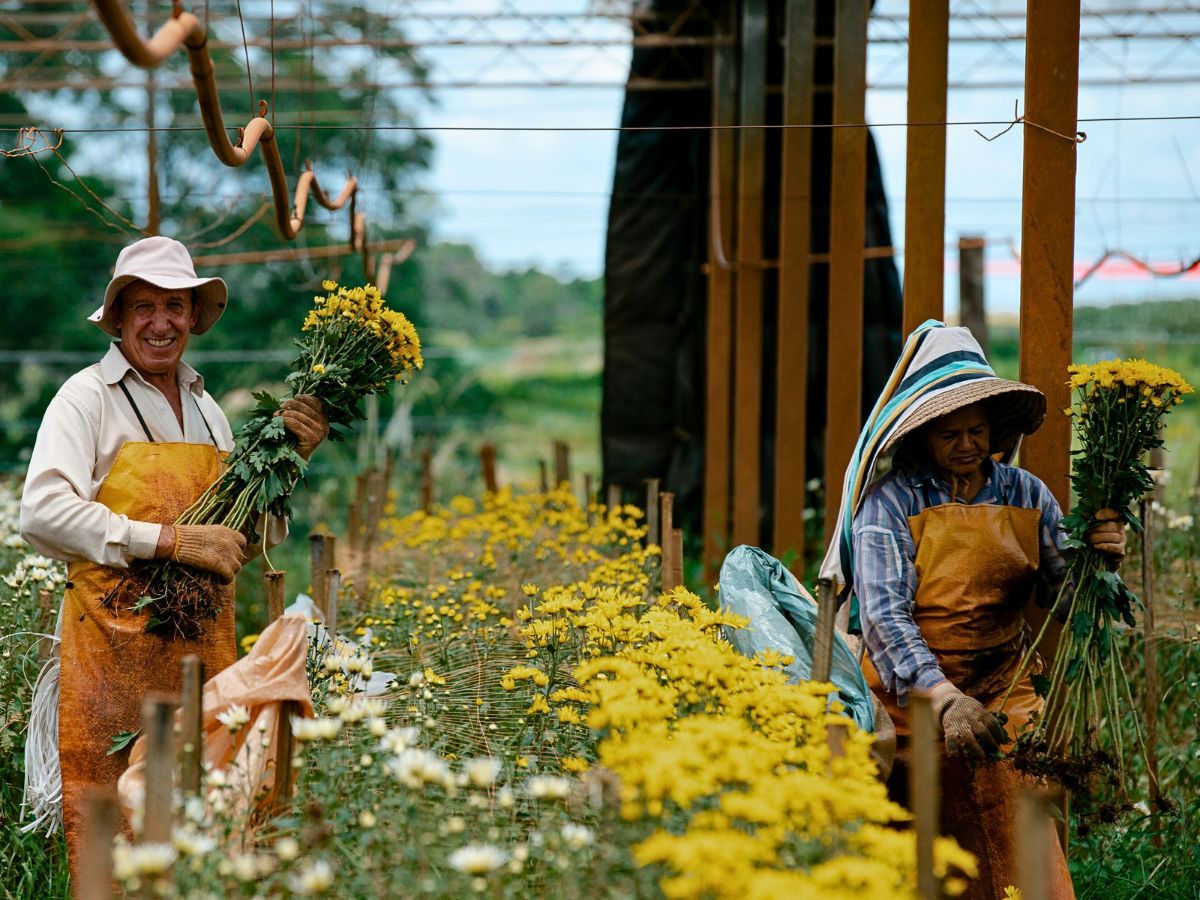 Flowers The Essential Nexus Between Biodiversity Conservation and Sustainable Floriculture