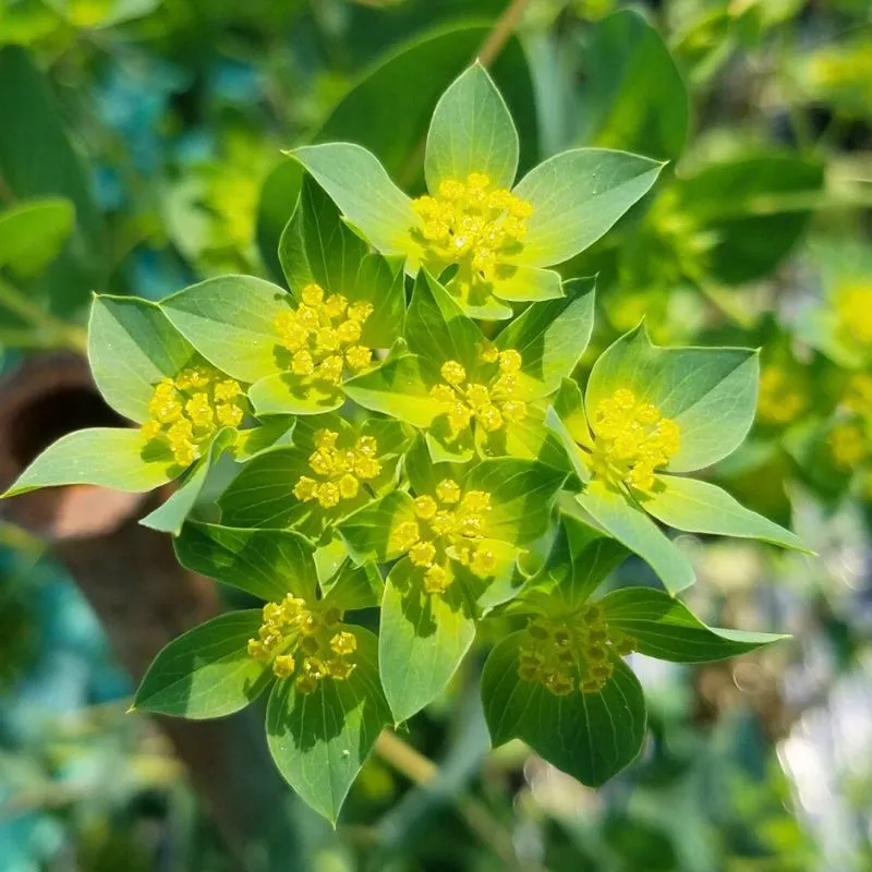 Bupleurum Griffithii by Maurits Keppel