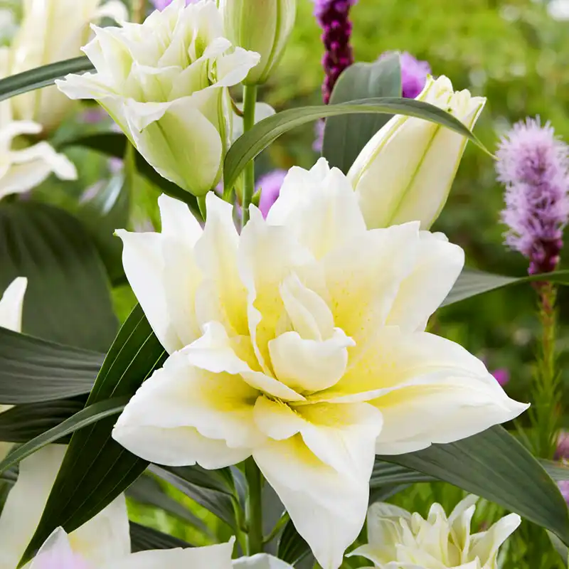 Roselily by Moerman Lilium and Rosily official Round the clock square feature