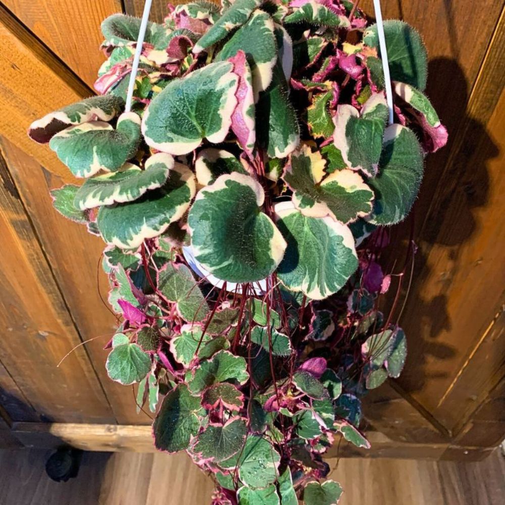 Hanging Strawberry Begonia plant Hanging Strawberry Begonia plant