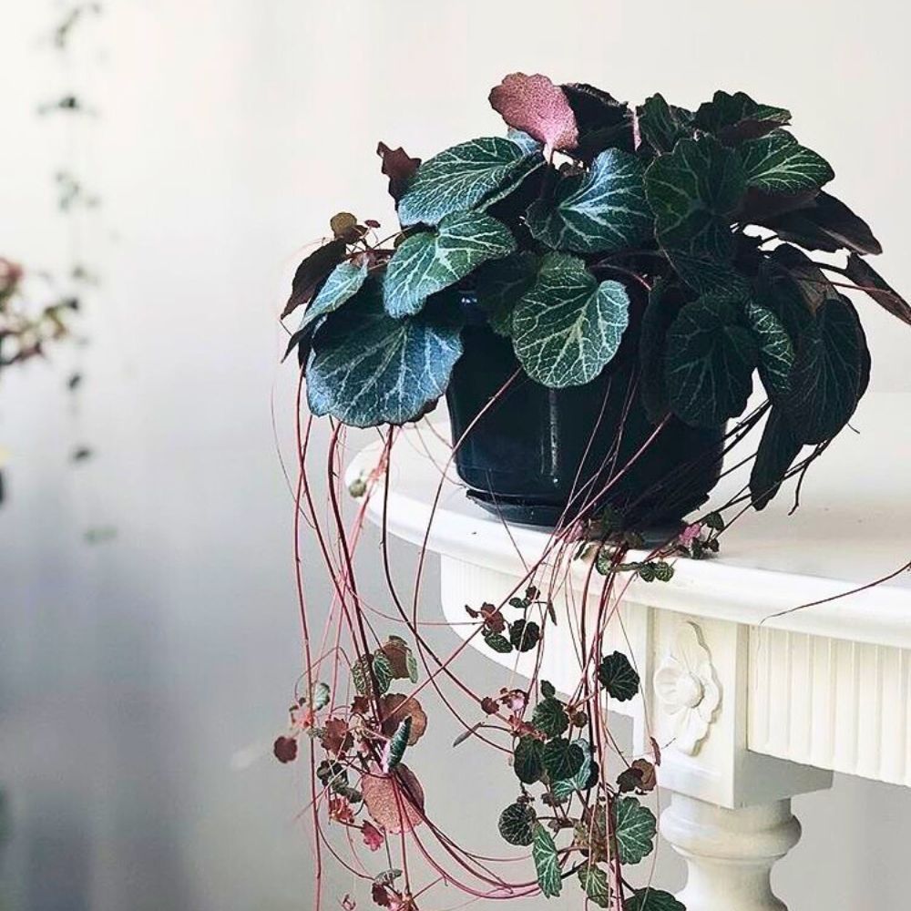 Indoor potted strawberry Begonia plant Indoor potted strawberry Begonia plant