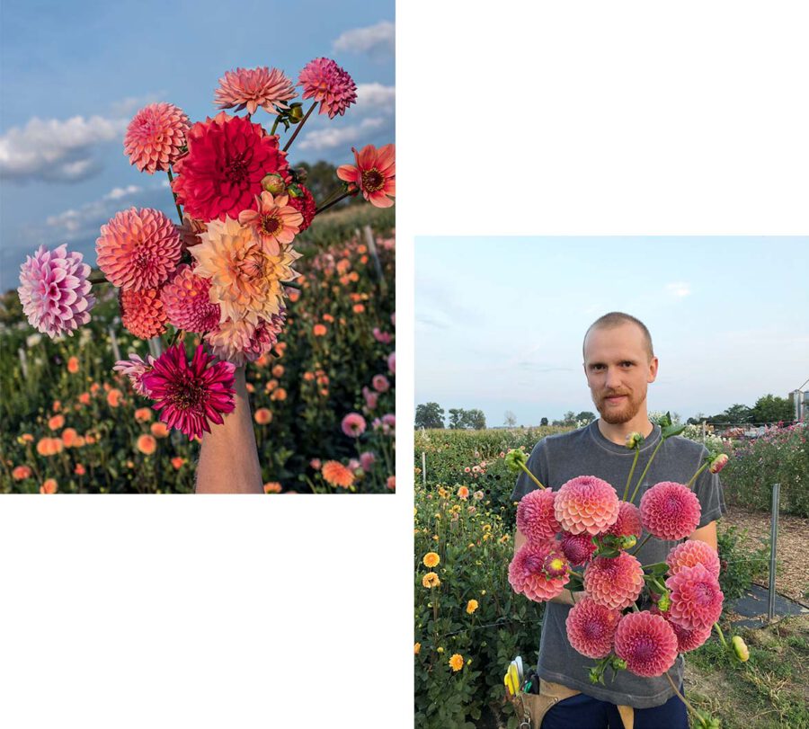 Flower farm dahlia's