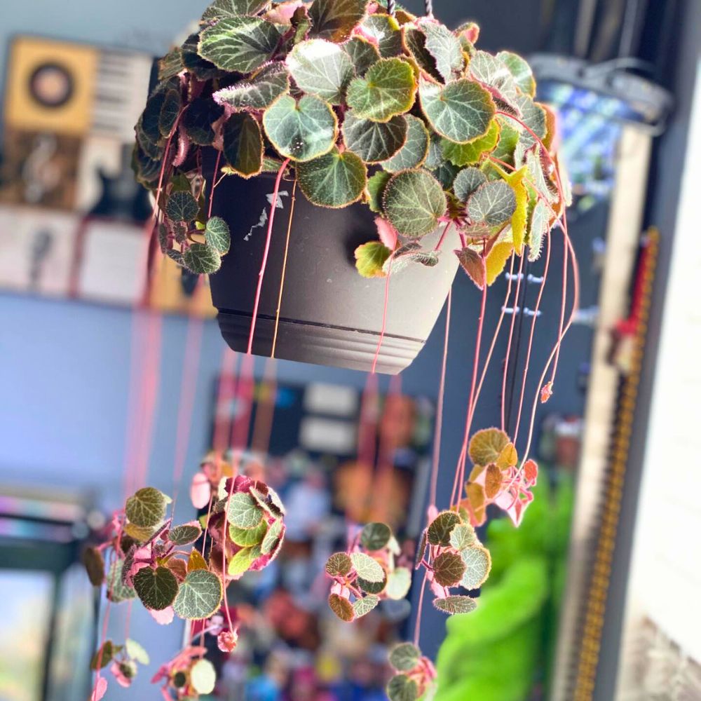 Hanging Strawberry Begonia brings the ambiance and greenery to any space Hanging Strawberry Begonia brings the ambiance and greenery to any space