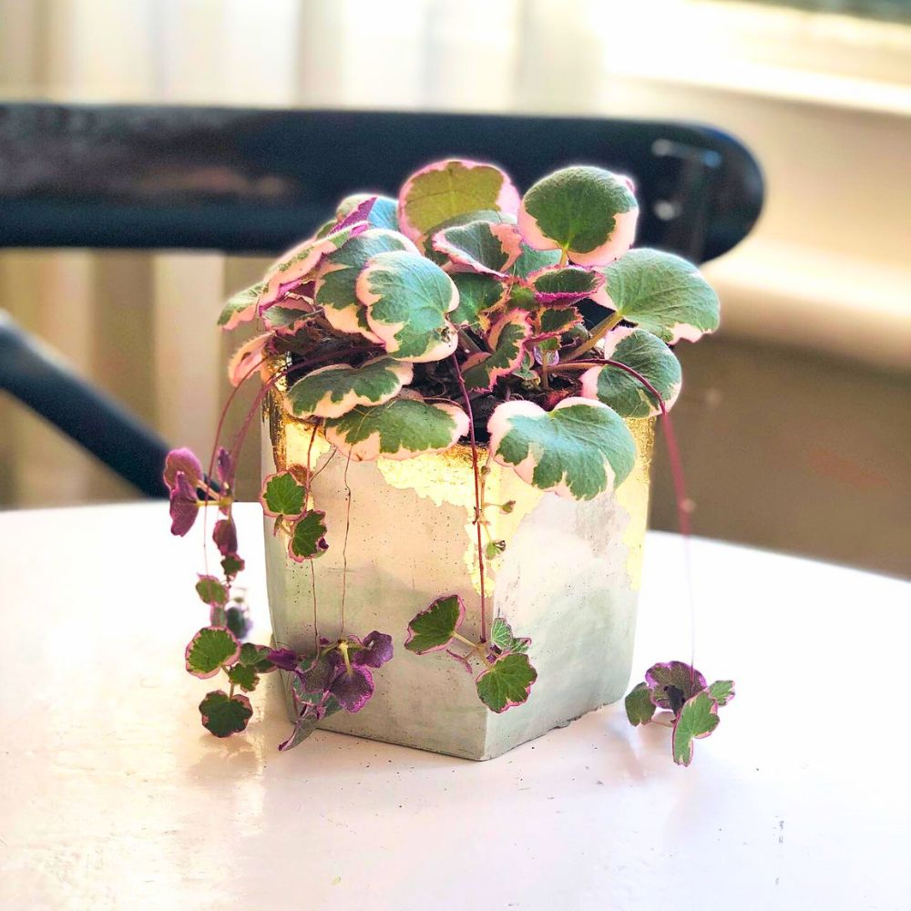 Strawberry Begonia in a Gold Leaf Concrete Pot Strawberry Begonia in a Gold Leaf Concrete Pot
