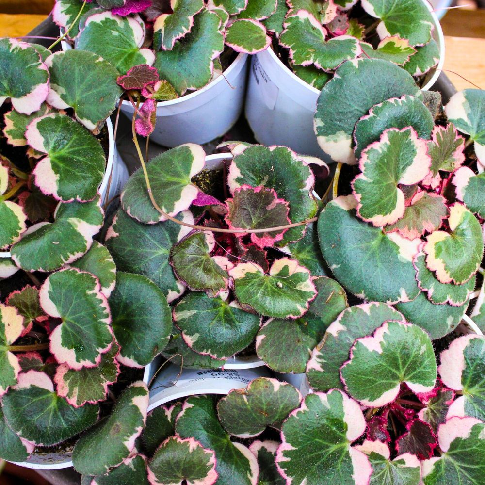 Strawberry Begonia is a darling houseplant Strawberry Begonia is a darling houseplant