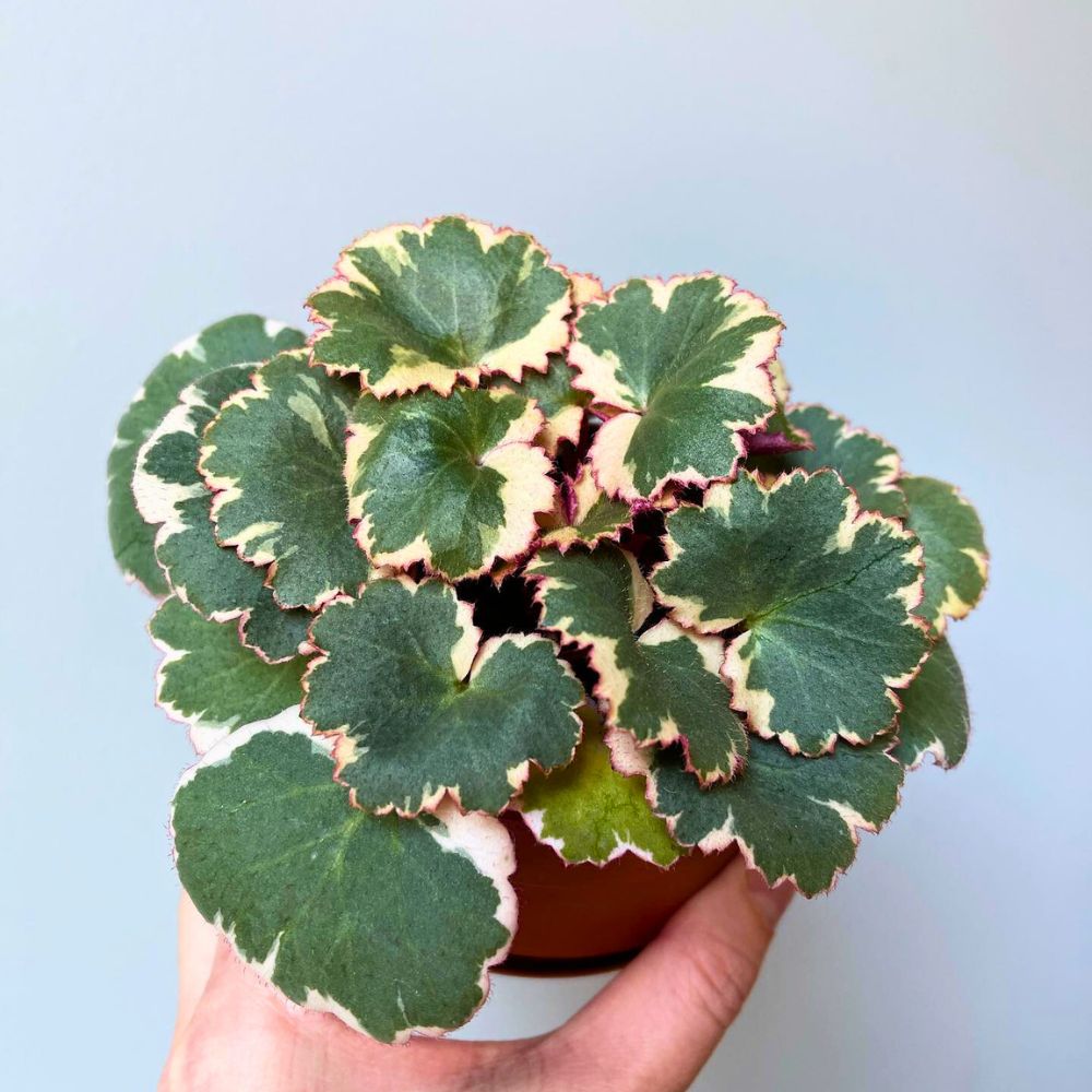 Variegated Strawberry Begonia Variegated Strawberry Begonia
