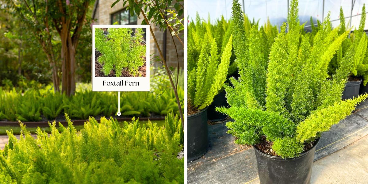 The bright green foxtail fern The bright green foxtail fern