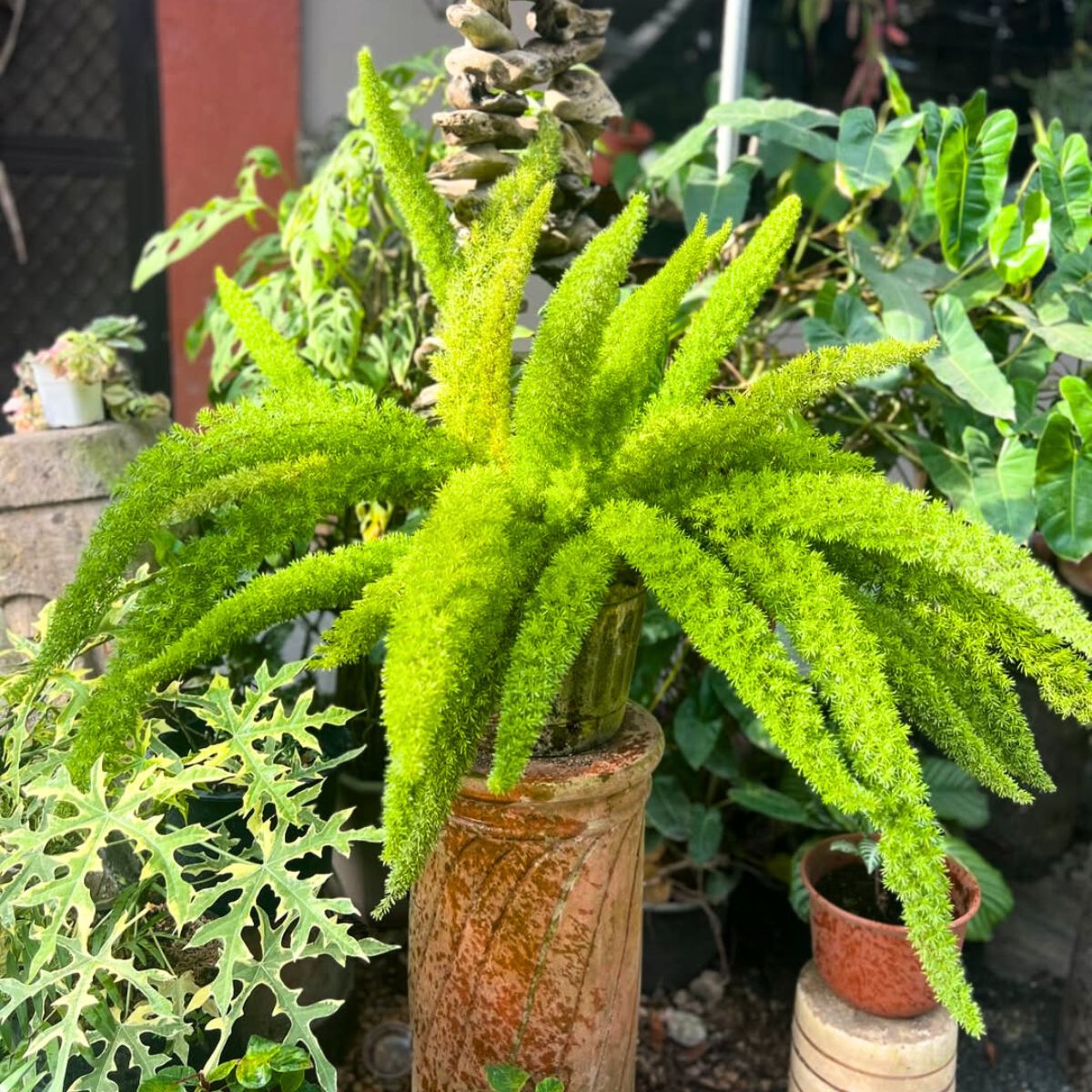 Foxtail fern in an outdoor garden space Foxtail fern in an outdoor garden space