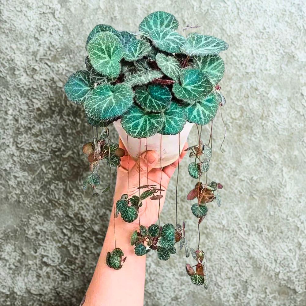 Strawberry Begonia also known as Saxifraga Stolonifera Strawberry Begonia also known as Saxifraga Stolonifera