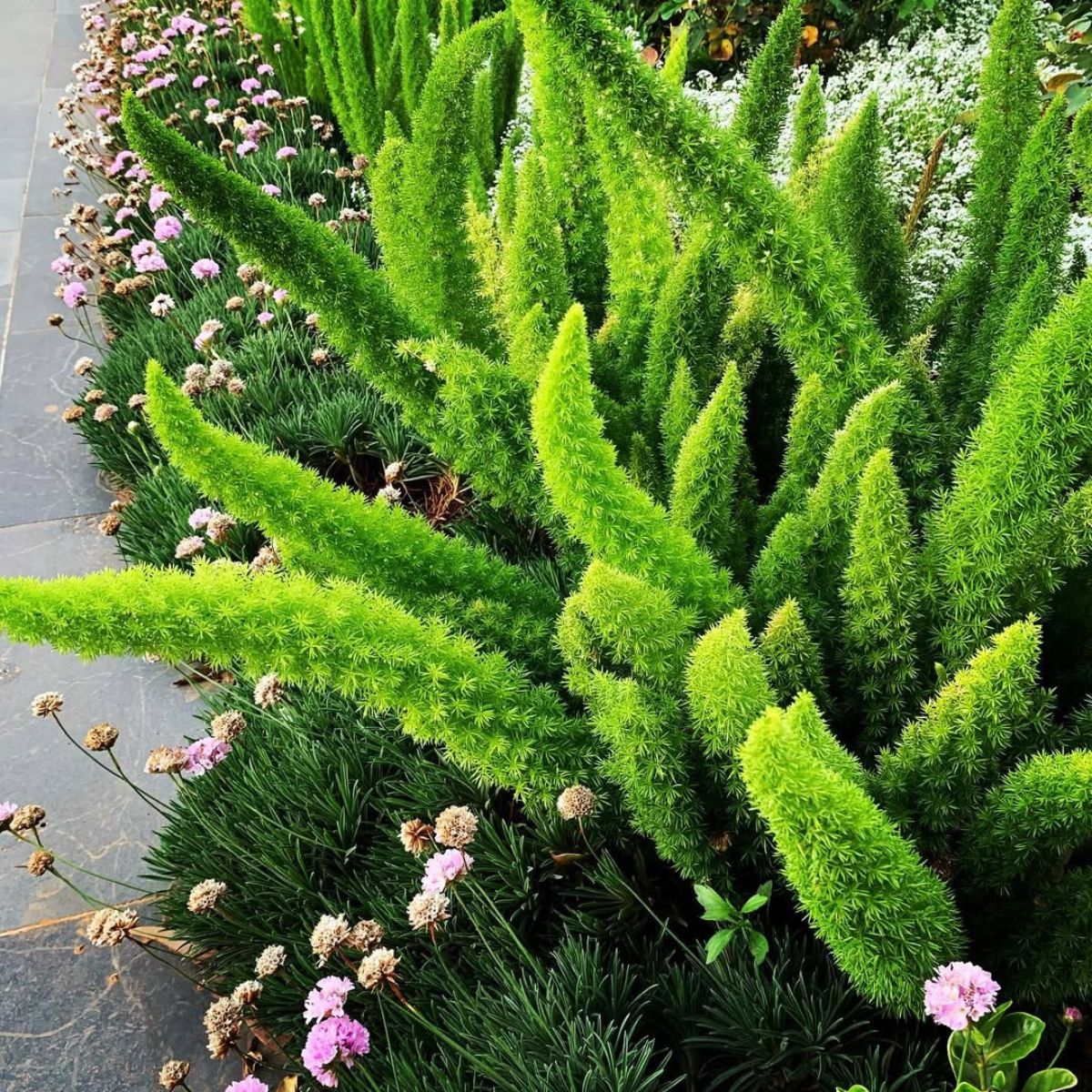 Foxtail fern thriving in outdoor spaces Foxtail fern thriving in outdoor spaces