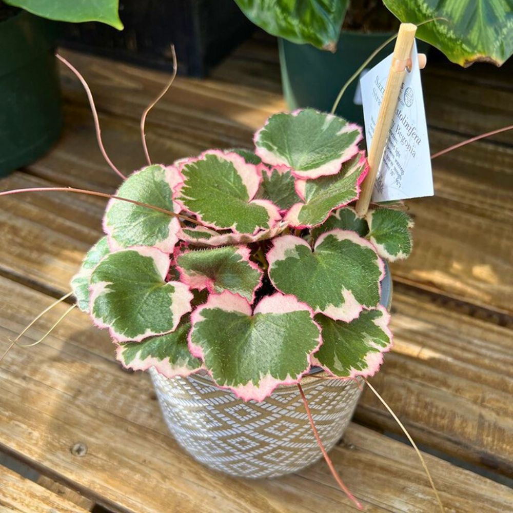 Strawberry Begonia as a gift to a loved one Strawberry Begonia as a gift to a loved one
