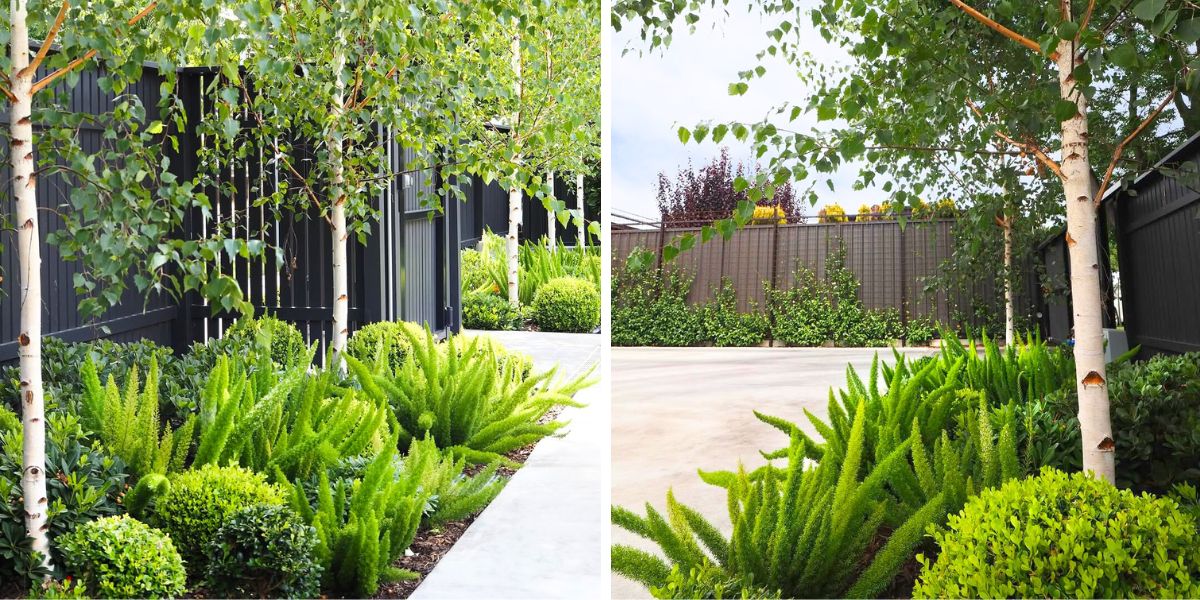 Green and well taken care of foxtail ferns Green and well taken care of foxtail ferns