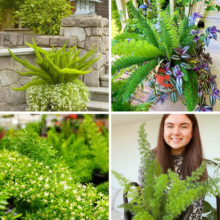 Foxtail Fern in different spots and versions Foxtail Fern in different spots and versions