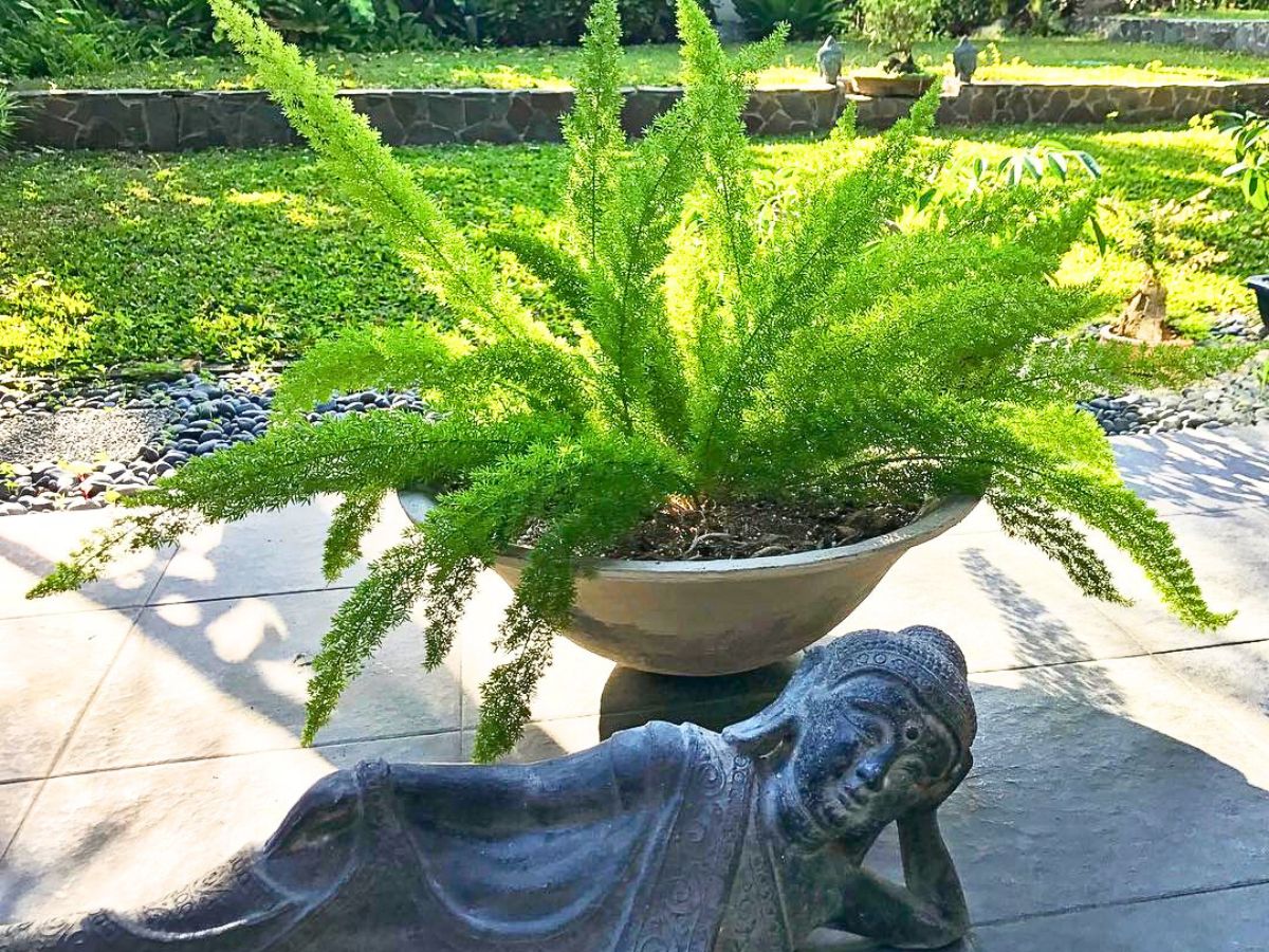 Foxtail fern adorning an outdoor space with a statue Foxtail fern adorning an outdoor space with a statue