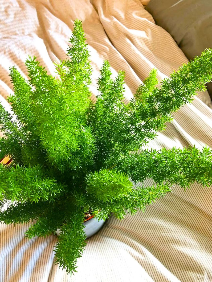 Caring for your foxtail fern indoors Caring for your foxtail fern indoors