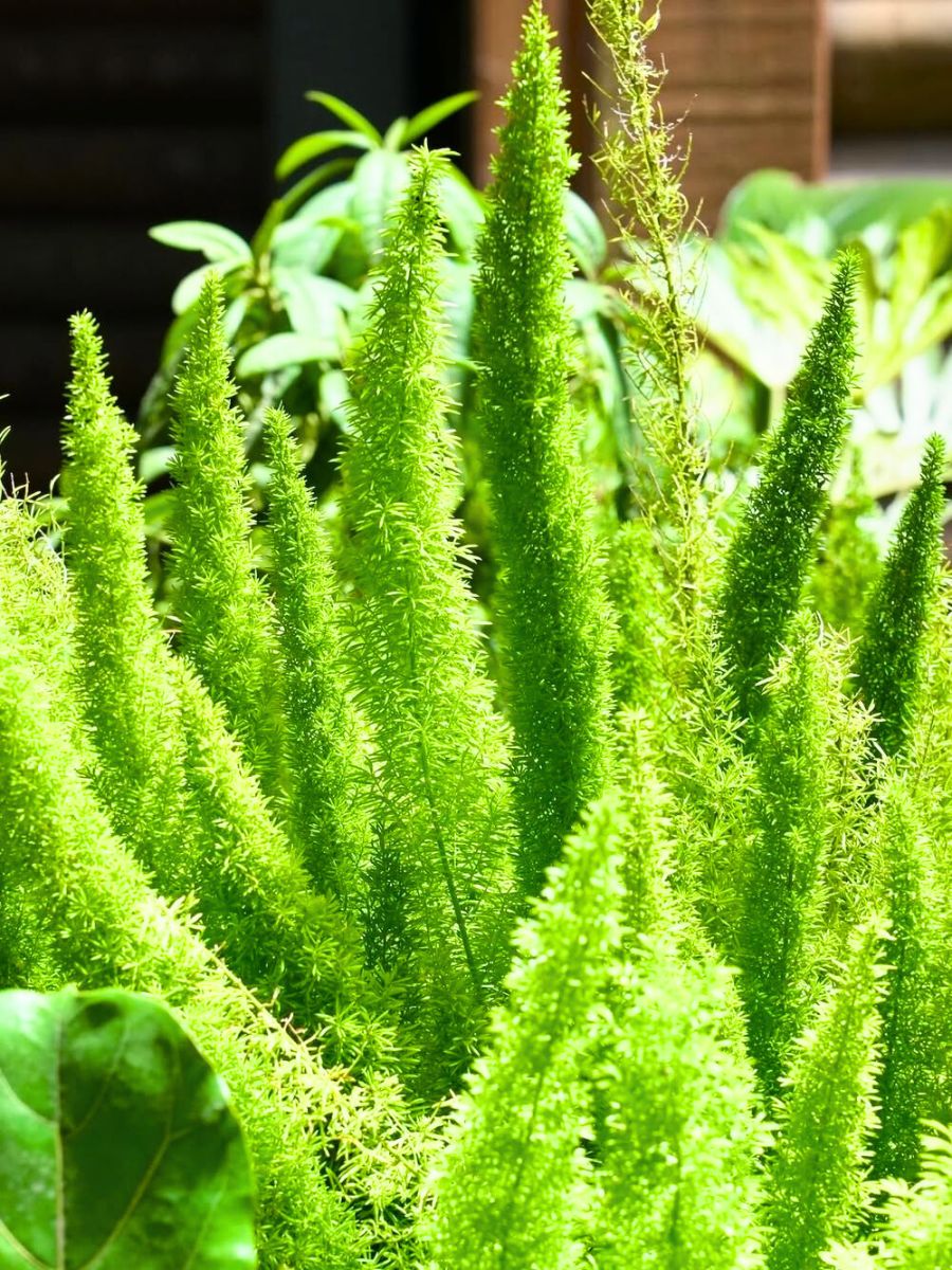 Growing healthy foxtail ferns Growing healthy foxtail ferns