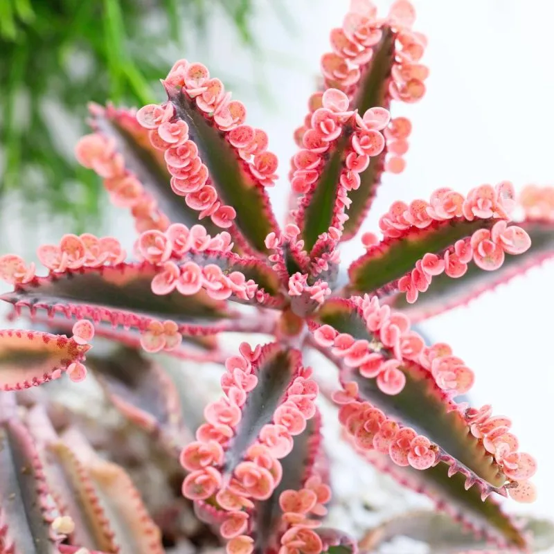 Kalanchoe daigremontiana Pink Butterfly