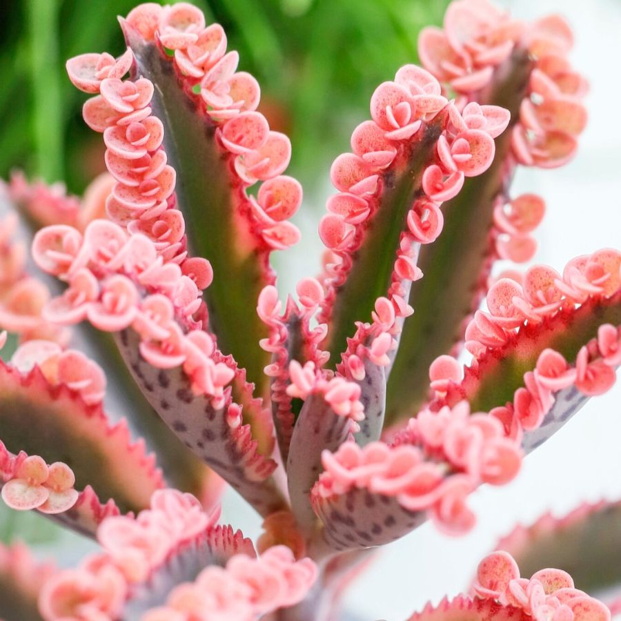 Kalanchoe Daigremontiana Pink Butterfly from Zielony Parapet Kalanchoe Daigremontiana Pink Butterfly from Zielony Parapet