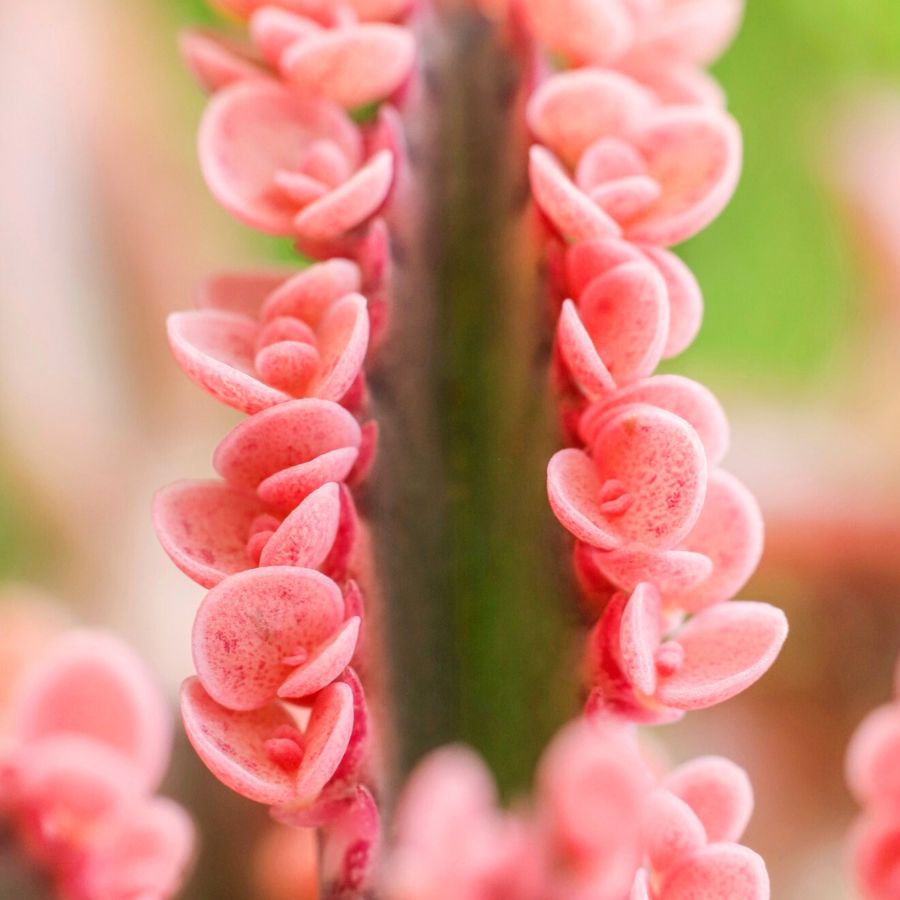 Kalanchoe Daigremontiana Pink Butterfly from Zielony Parapet Kalanchoe Daigremontiana Pink Butterfly from Zielony Parapet