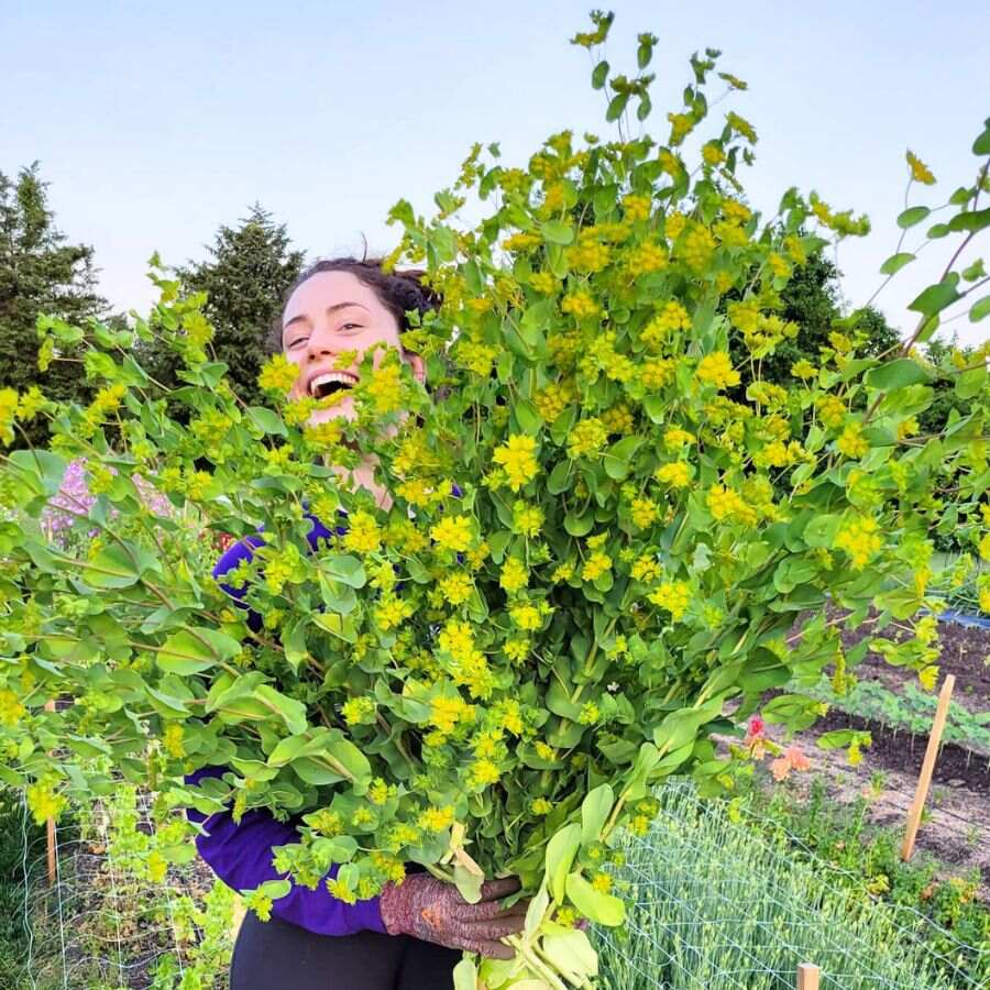 Bupleurum by Sunkissed Flowerfarm Bupleurum by Sunkissed Flowerfarm