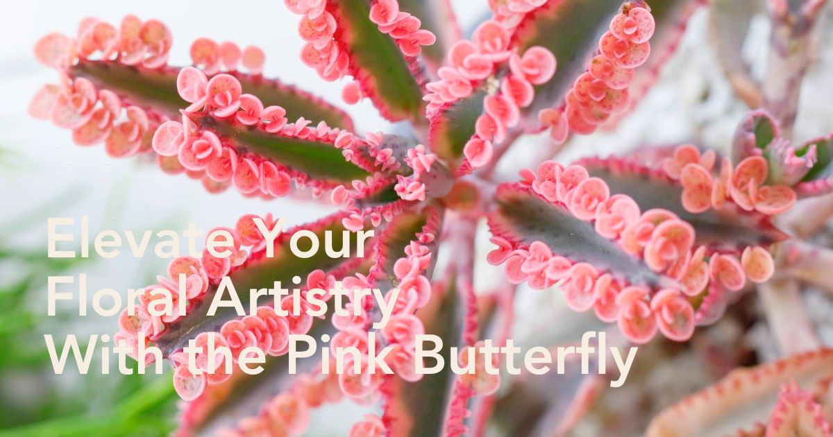 Winco Holland Kalanchoe daigremontiana Pink Butterfly