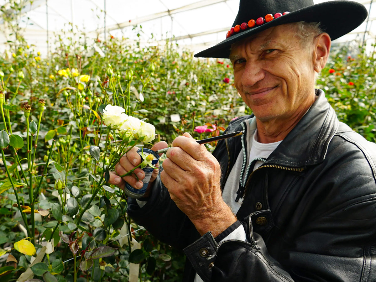 William Williee Armellini white rose breeding William Williee Armellini white rose breeding