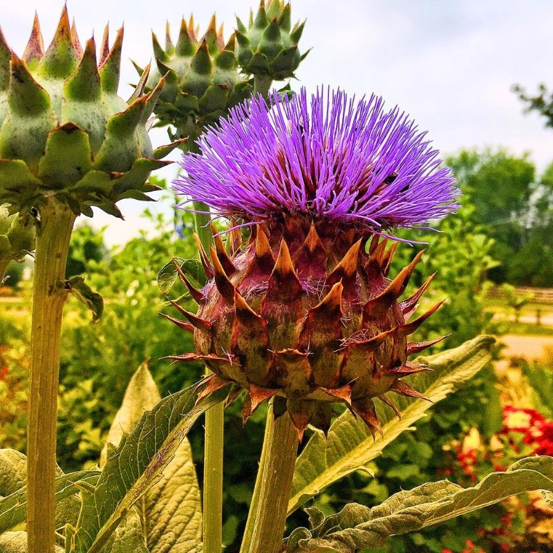 Thistle Flower Meaning - Thursd Article - featured image