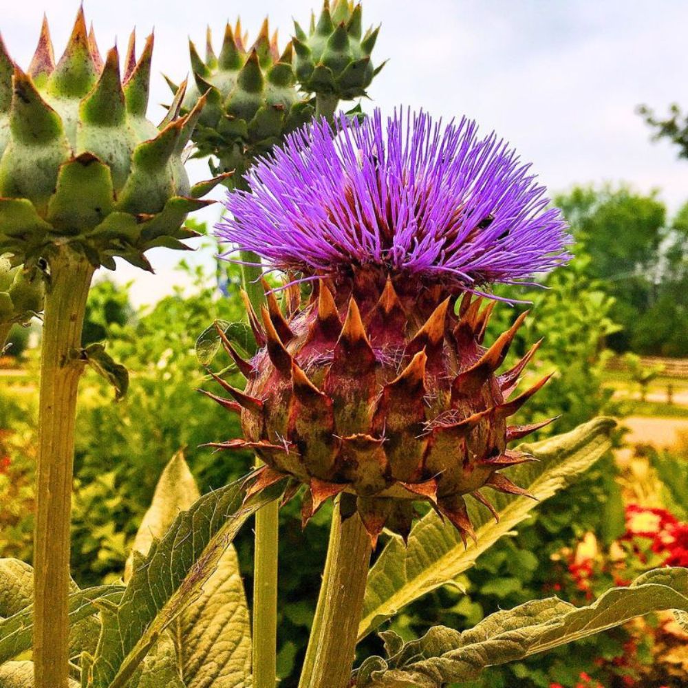 Thistle Purple Flower Thisle is also associated with King Alexander III of Scotland
