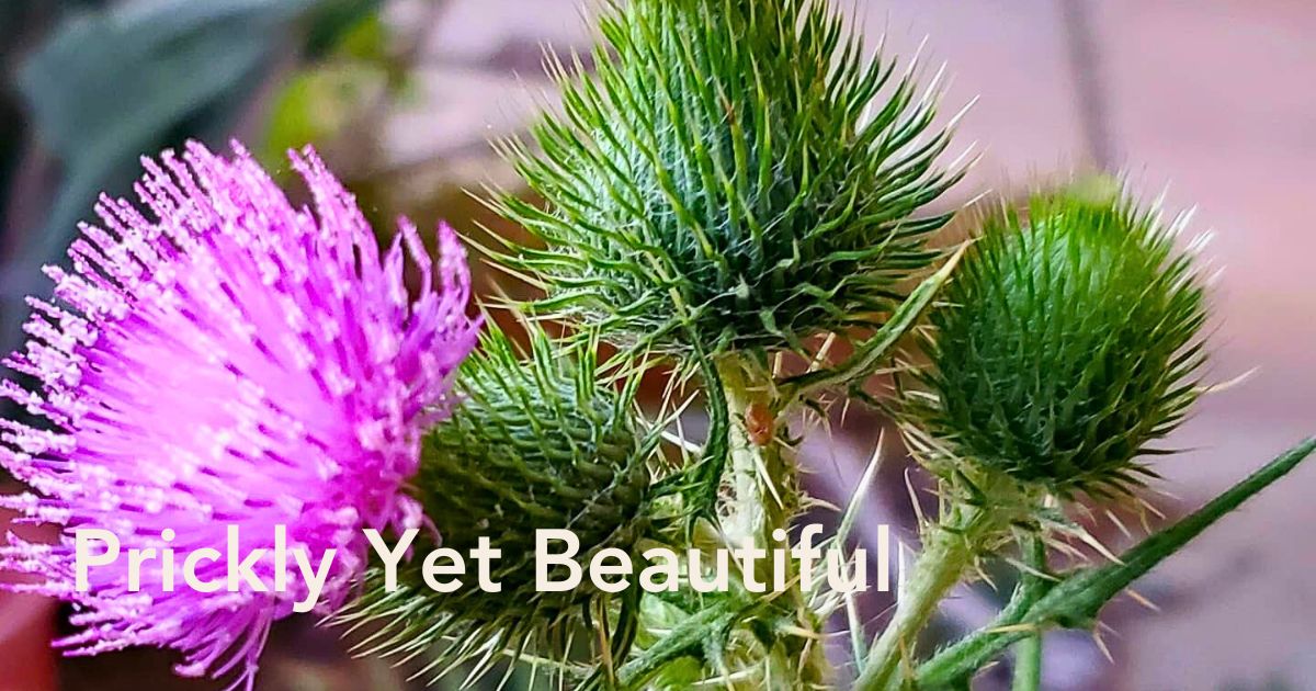 Thistle Flower Meaning - Thursd Article header image