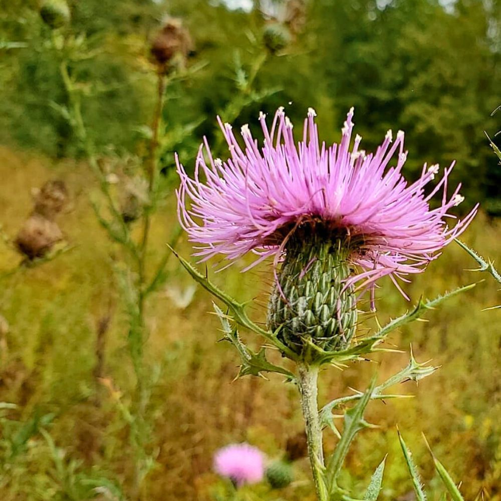 Thistle with a fully opened flower purple is often associated with the melancholy thistle - a recognized national emblem of Scotland
